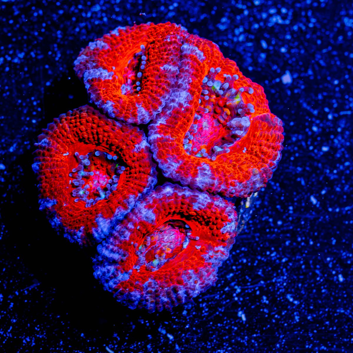 Red Micromussa Acan - riptide aquaculture llc