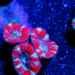 Red Micromussa Acan - riptide aquaculture llc