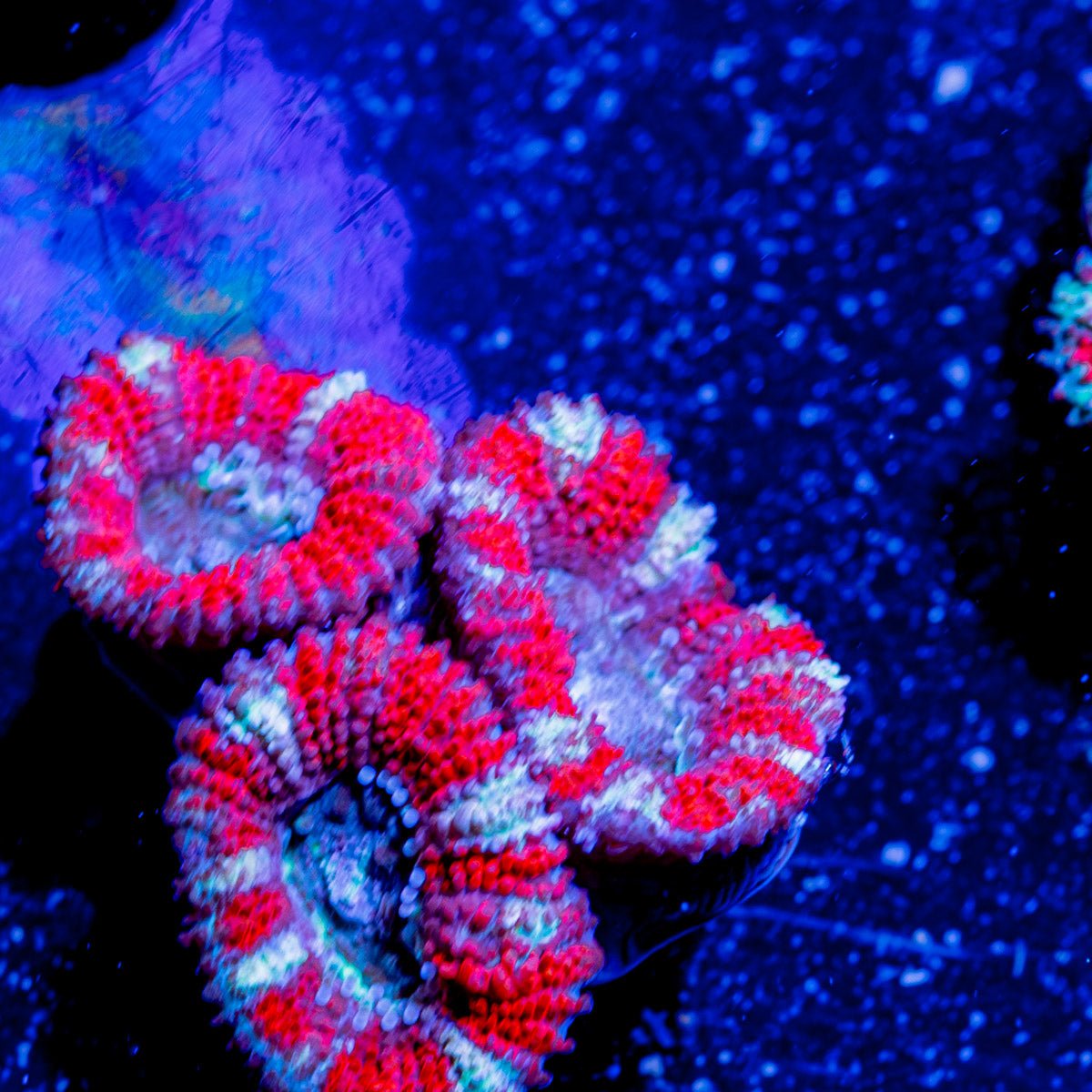 Red Micromussa Acan - riptide aquaculture llc