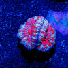 Red Micromussa Acan - riptide aquaculture llc