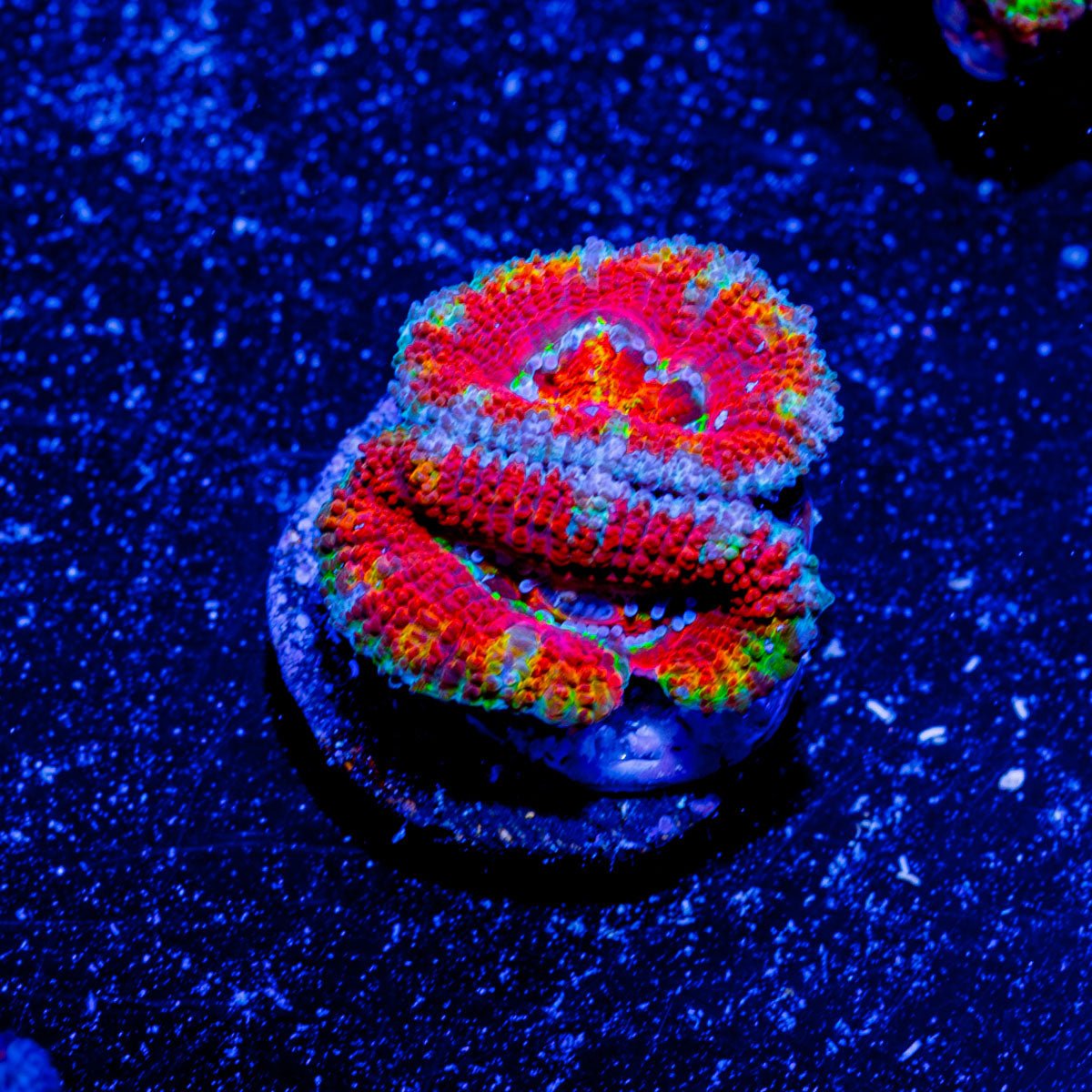 Red Orange Micromussa Acan - riptide aquaculture llc