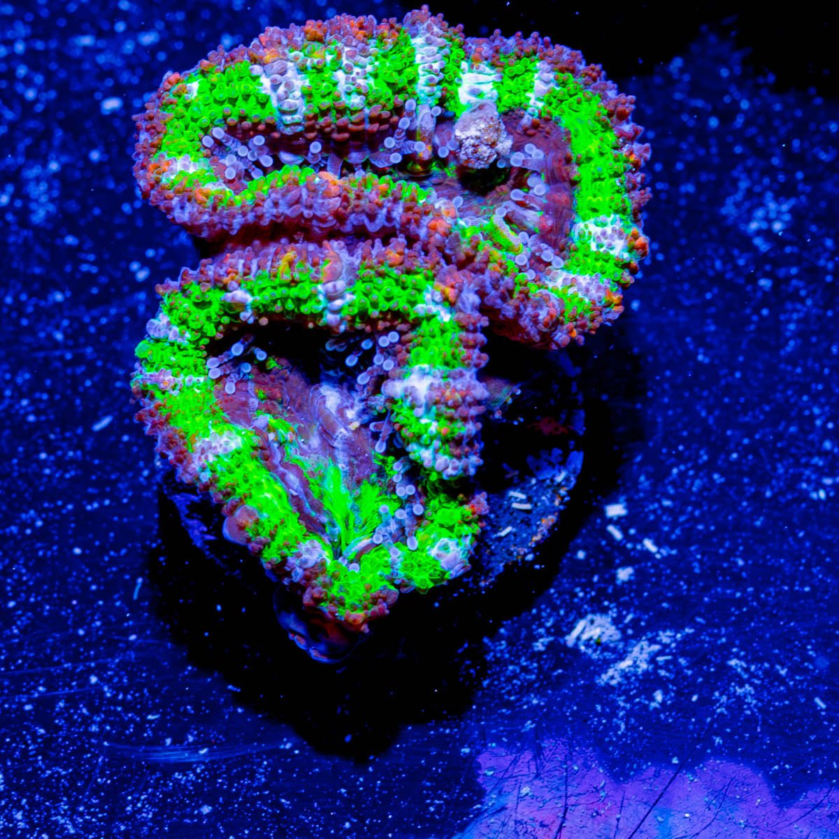 Green Acan Micromussa - riptide aquaculture llc