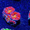 Red Orange Micromussa Acan - riptide aquaculture llc