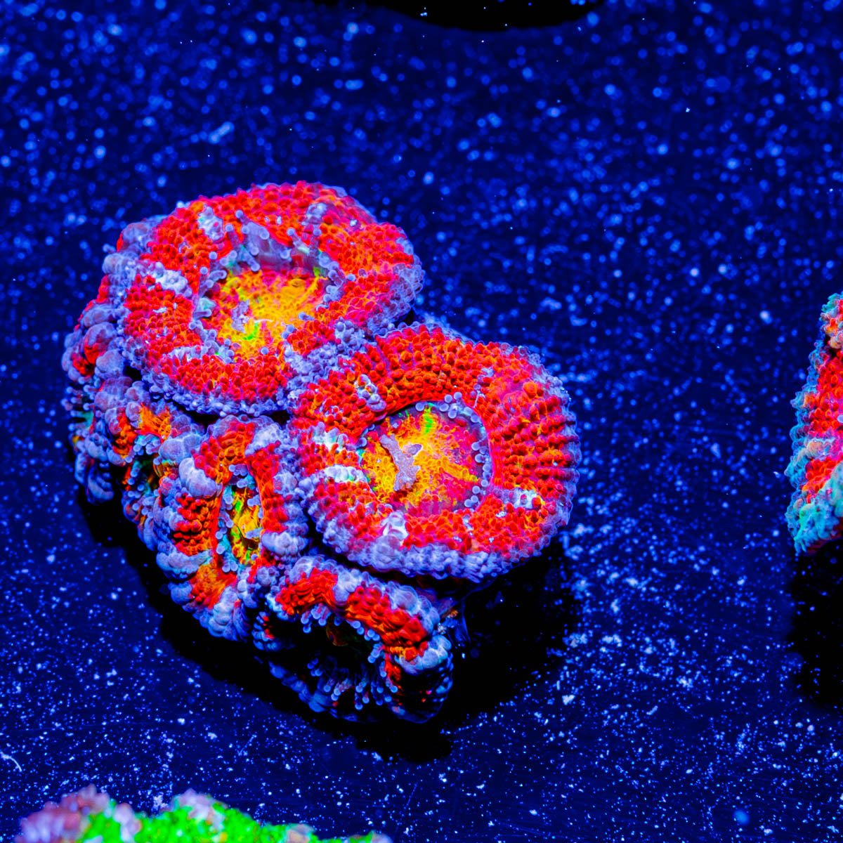 Red Orange Micromussa Acan - riptide aquaculture llc