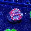 Red Micromussa Acan - riptide aquaculture llc