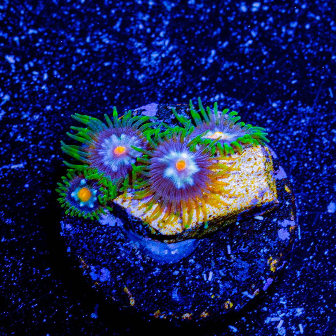 Daisy Cutter Zoanthid - riptide aquaculture llc