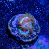 Miami Vice Zoanthid - riptide aquaculture llc