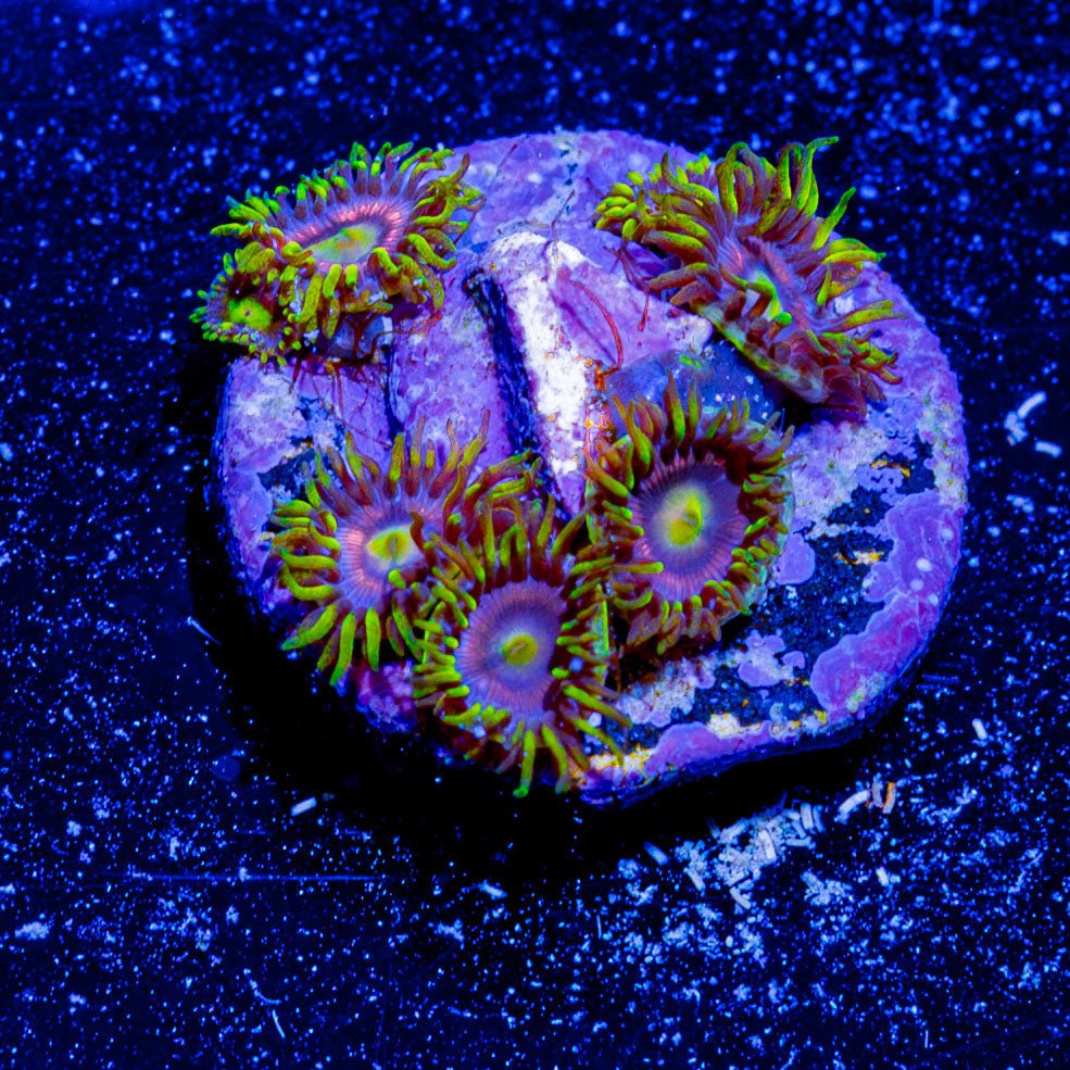 Kamikaze Zoanthid - riptide aquaculture llc