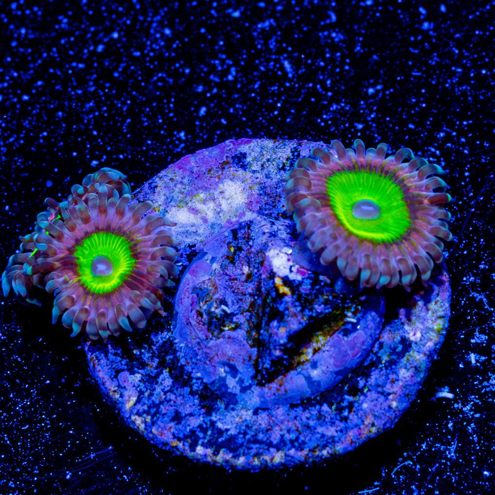 Chuckys Brides Zoanthid - riptide aquaculture llc