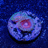 Super Girls Zoanthid - riptide aquaculture llc