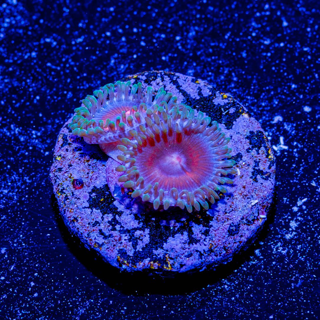 Super Girls Zoanthid - riptide aquaculture llc