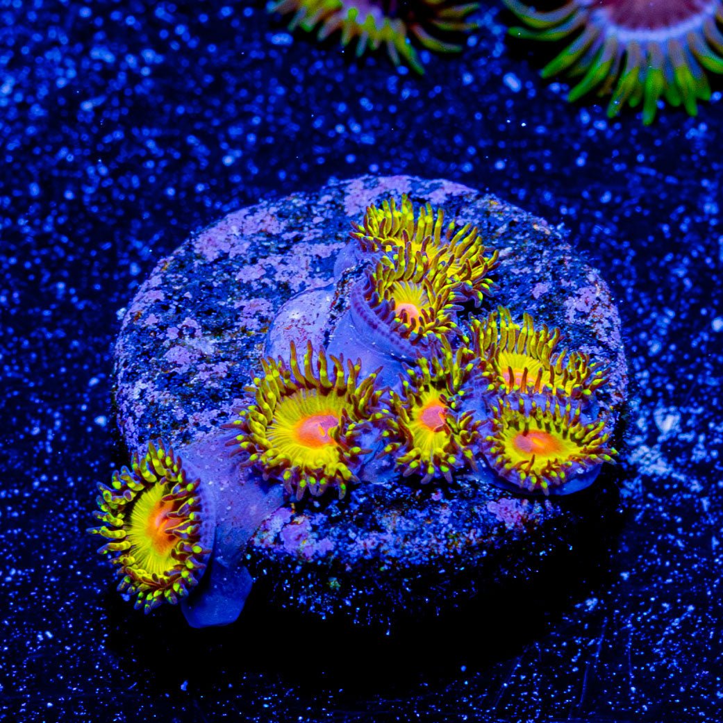 Tutti Frutti Zoanthid - riptide aquaculture llc