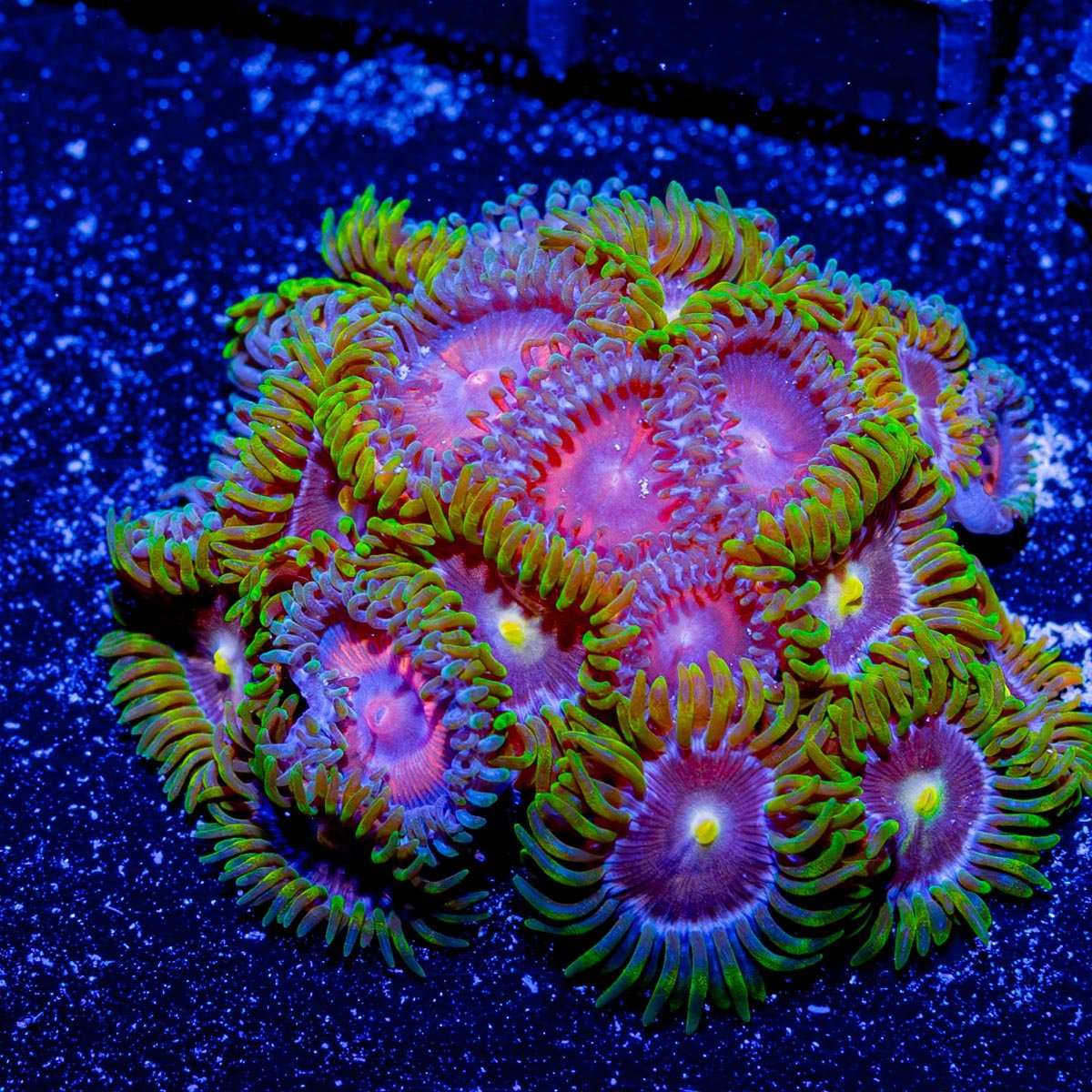 Laser Lemon Zoanthid - riptide aquaculture llc