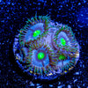 Mi Miami Zoanthid - riptide aquaculture llc