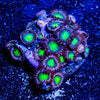 Laser Beams Zoanthid - riptide aquaculture llc