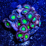 Laser Beams Zoanthid - riptide aquaculture llc