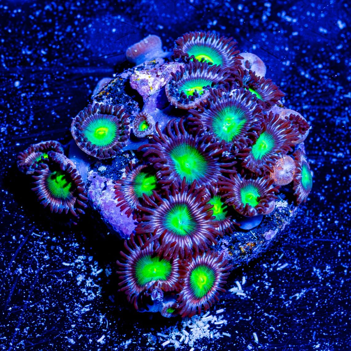 Laser Beams Zoanthid - riptide aquaculture llc