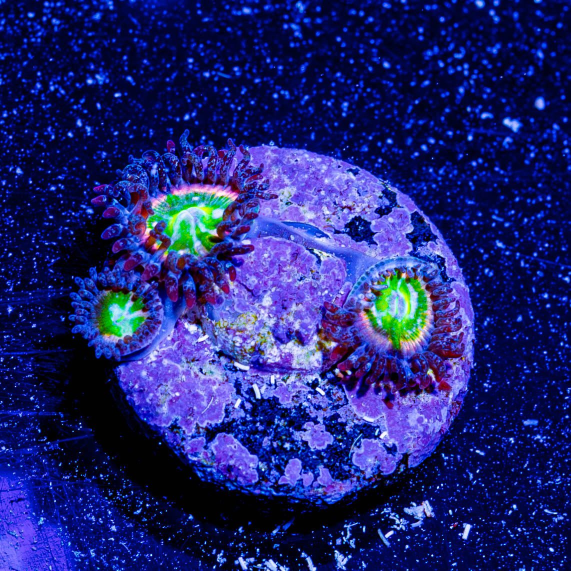 Tinker Bells Zoanthid - riptide aquaculture llc