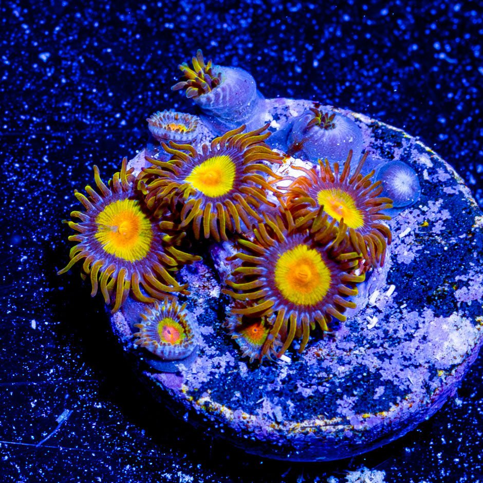 Tutti Frutti Zoanthid - riptide aquaculture llc