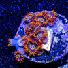 Rainbow Hornets Zoanthid - riptide aquaculture llc