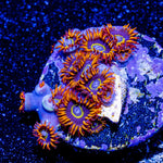 Rainbow Hornets Zoanthid - riptide aquaculture llc