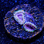 Majin Boos Zoanthid - riptide aquaculture llc