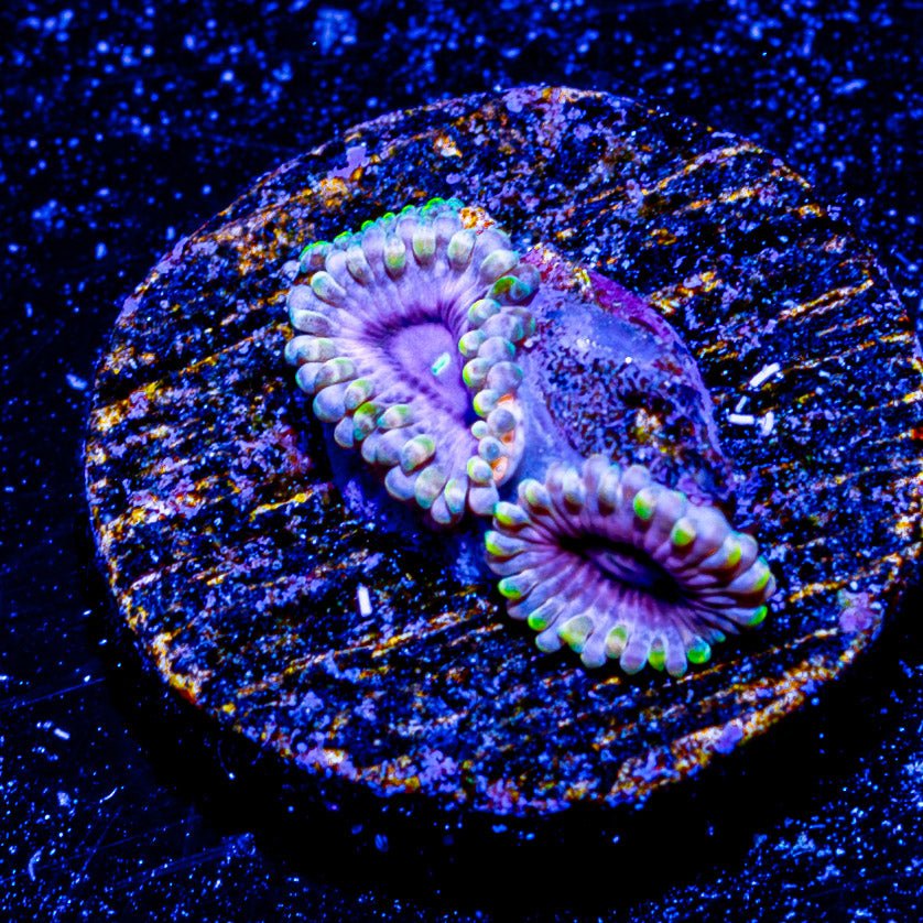 Majin Boos Zoanthid - riptide aquaculture llc