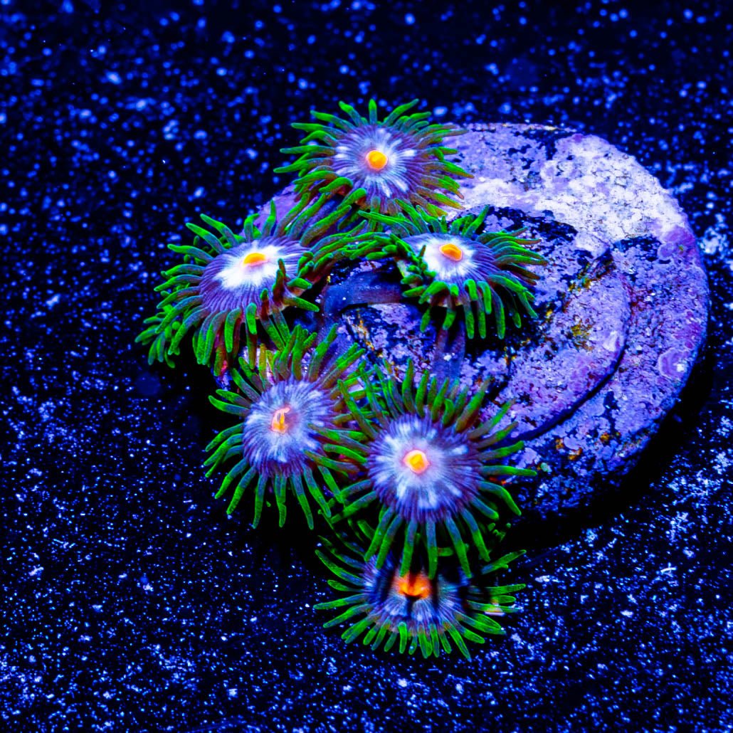 Daisy Cutter Zoanthid - riptide aquaculture llc