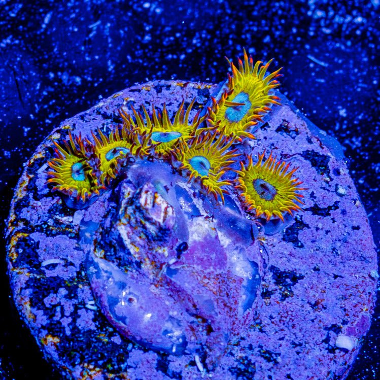 Pikachus Zoanthid - riptide aquaculture llc