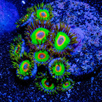 Rasta Zoanthid - riptide aquaculture llc