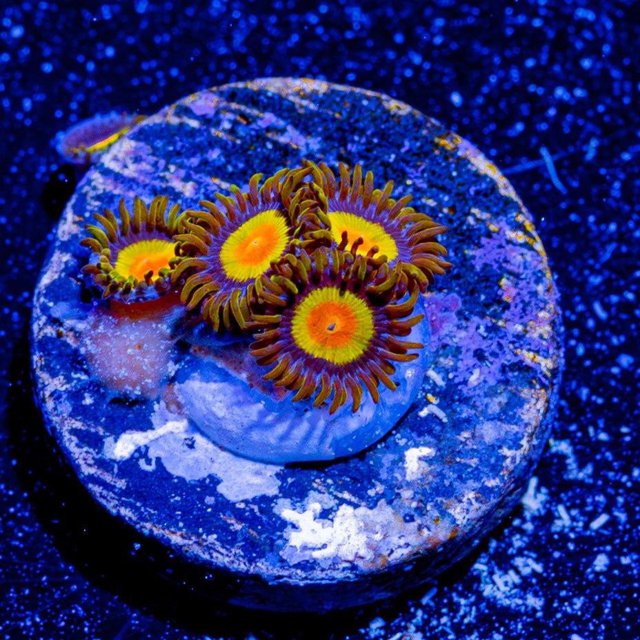 Tutti Frutti Zoanthid - riptide aquaculture llc