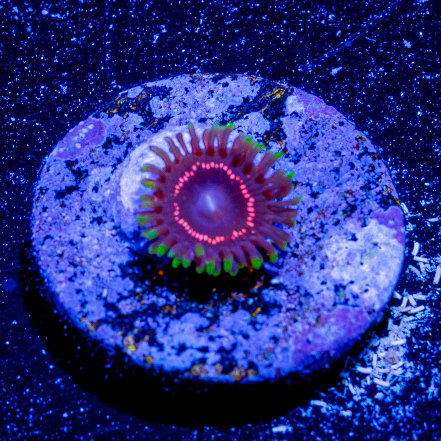 Taser Zoanthid - riptide aquaculture llc