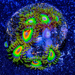 Rasta Zoanthid - riptide aquaculture llc