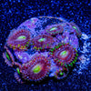 Strawberry Fields Zoanthid - riptide aquaculture llc