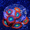 Gatorade Zoanthid - riptide aquaculture llc