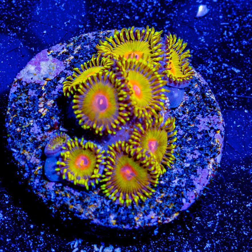 WWC Golden Gods Zoanthid - riptide aquaculture llc