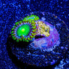 Green Bay Packers zoanthid - riptide aquaculture llc