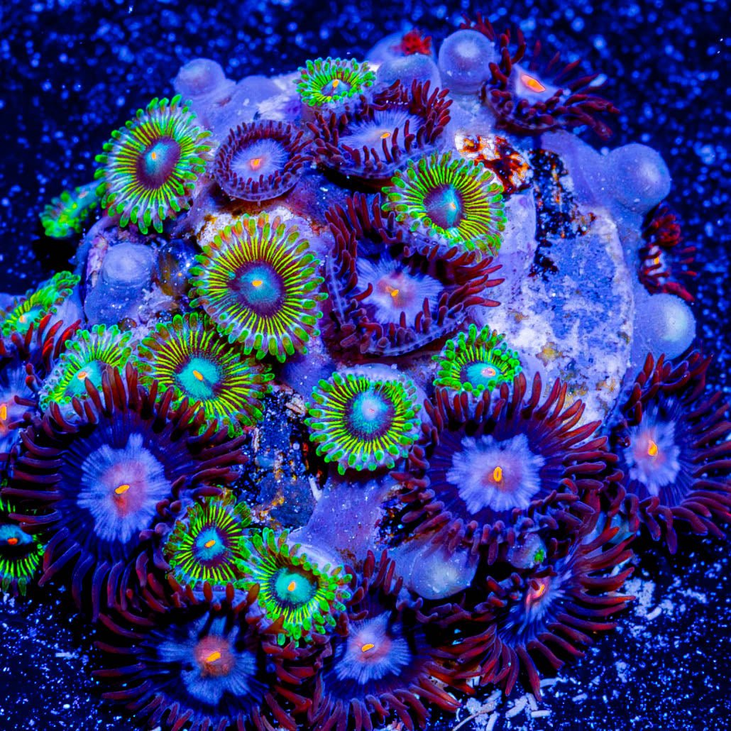 Stitch & Goofball Zoanthid Combo - riptide aquaculture llc