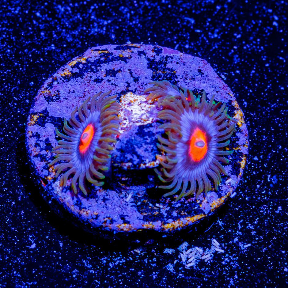 Blue Jays Zoanthid - riptide aquaculture llc