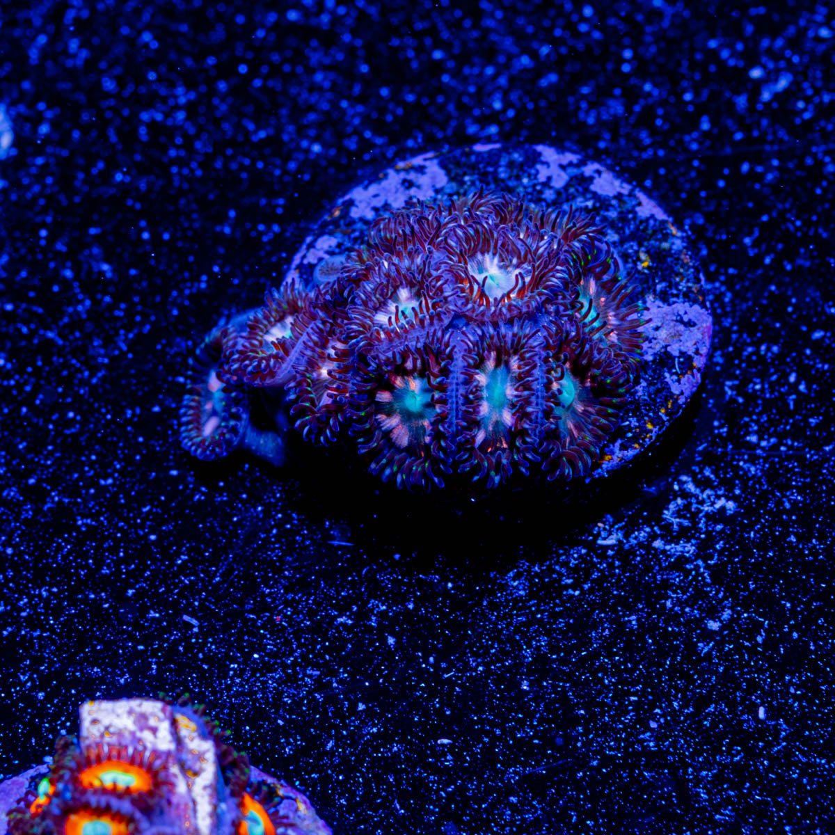 Gorilla Warfare Zoanthid - riptide aquaculture llc