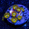 LA Lakers Zoanthid - riptide aquaculture llc