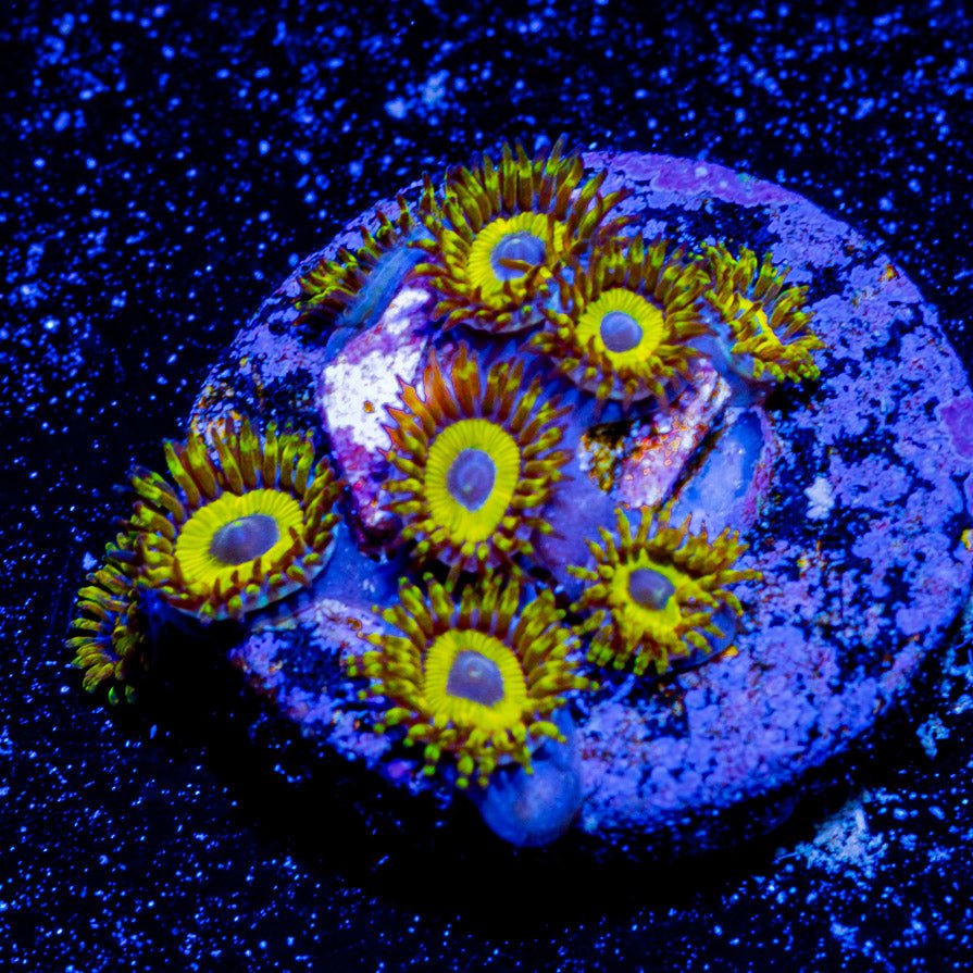 LA Lakers Zoanthid - riptide aquaculture llc