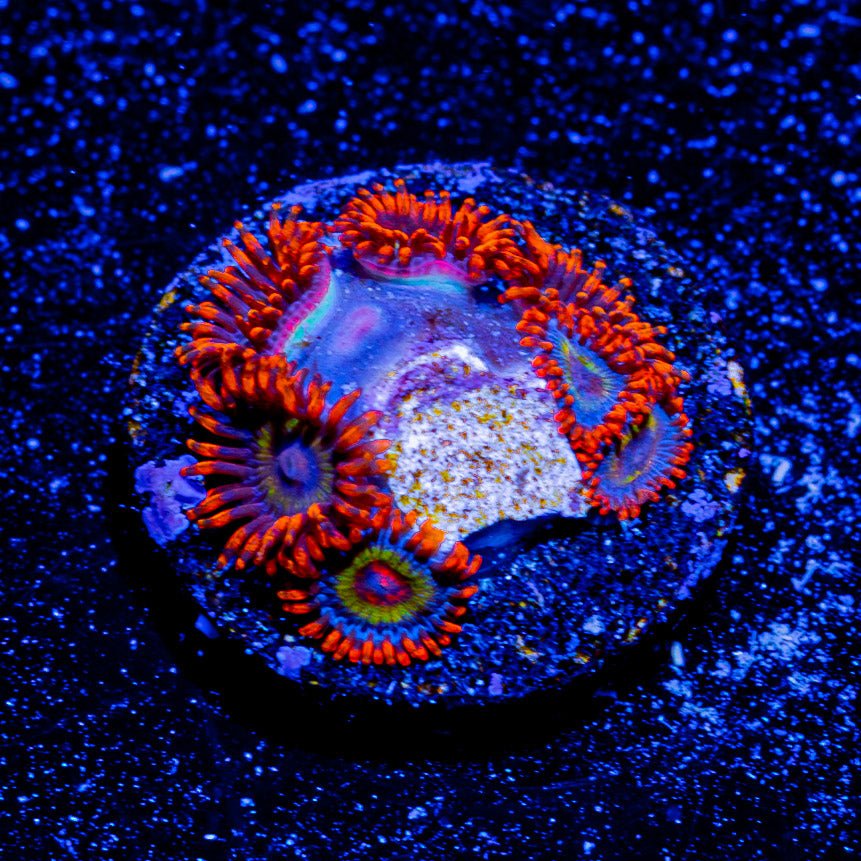 Fruit Loops Zoanthid - riptide aquaculture llc