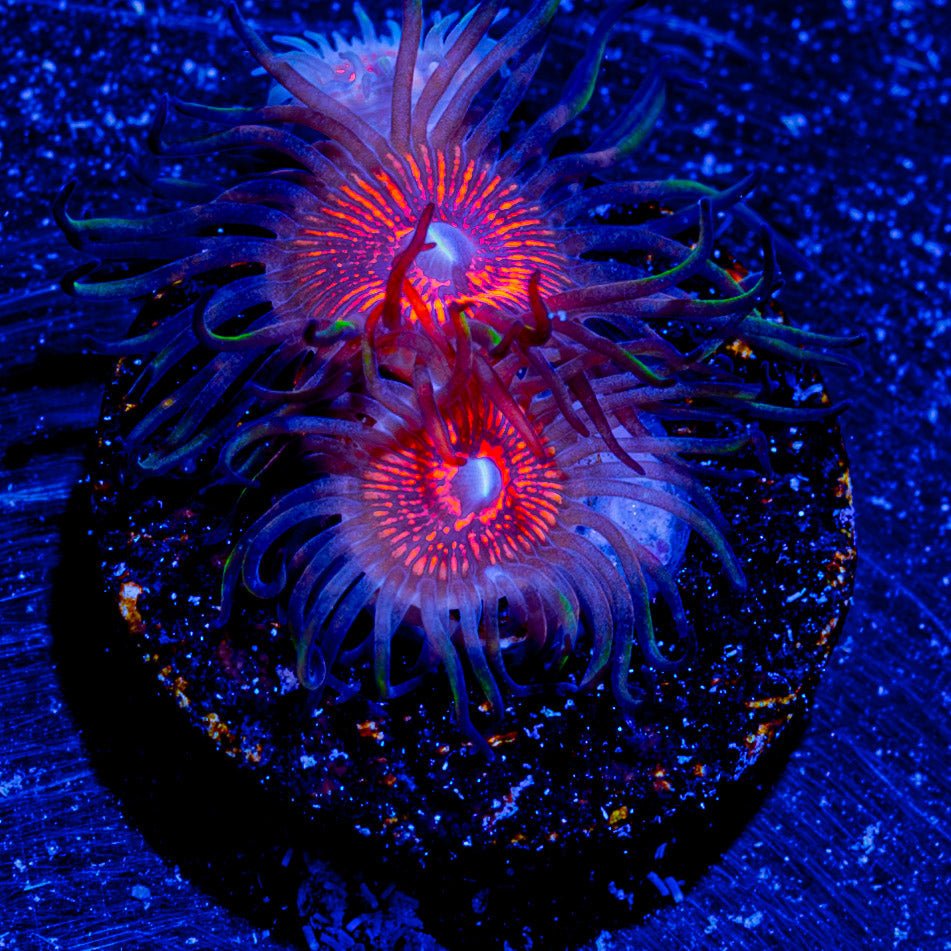 Aztec Warrior Zoanthid - riptide aquaculture llc