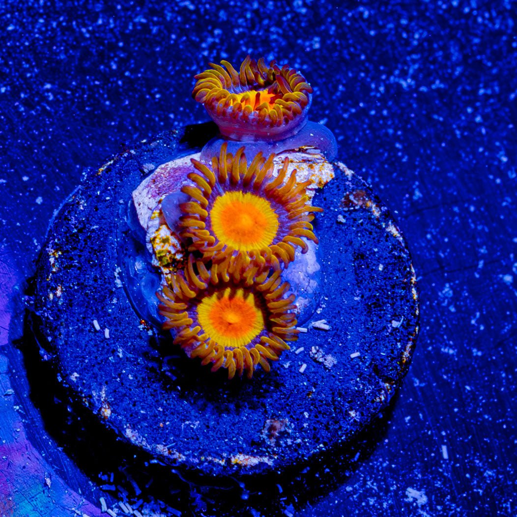 Tutti Frutti Zoanthid - riptide aquaculture llc