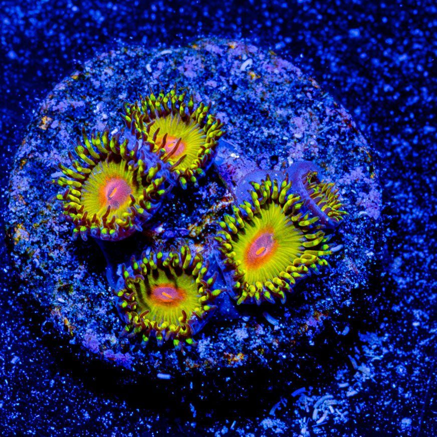 WWC Golden Gods Zoanthid - riptide aquaculture llc