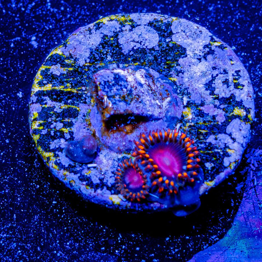 KH Sunburst Zoanthid - riptide aquaculture llc