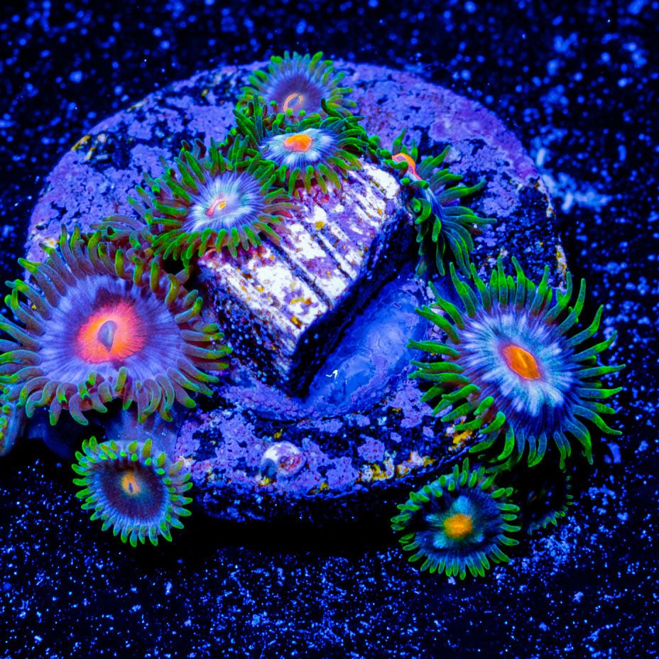 Daisy Cutter Zoanthid - riptide aquaculture llc