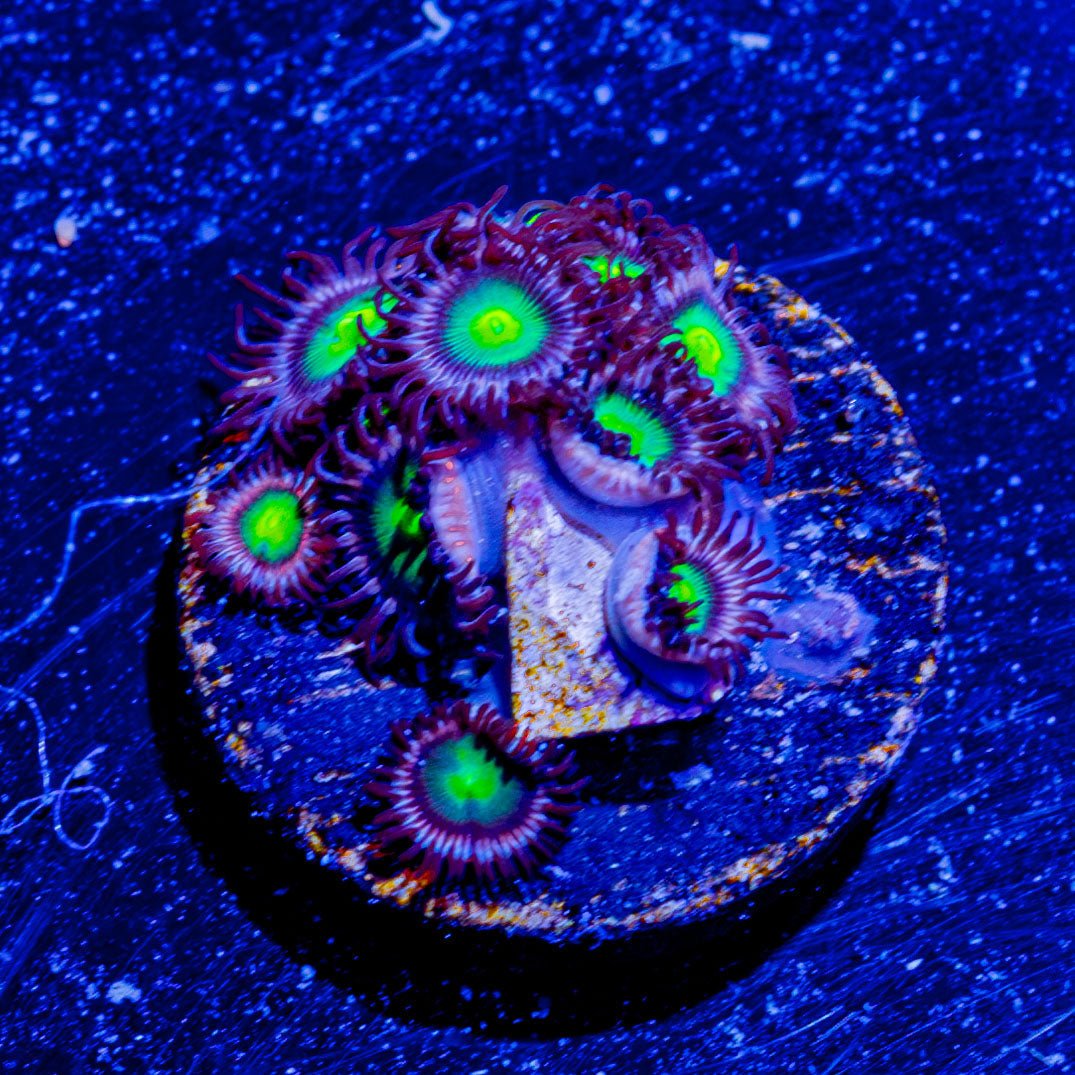 Laser Beams Zoanthid - riptide aquaculture llc