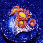 Midori Sunrise Zoanthid - riptide aquaculture llc